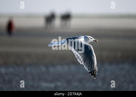 23. Oktober 2020, Niedersachsen, Juist: Eine Möwe fliegt über den Strand an der Ostspitze der Nordseeinsel Juist. Foto: Federico Gambarini/dpa Stockfoto