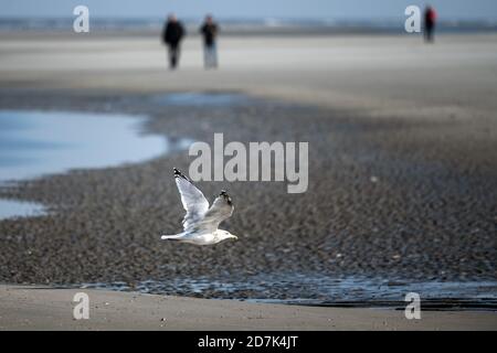 23. Oktober 2020, Niedersachsen, Juist: Eine Möwe fliegt über den Strand an der Ostspitze der Nordseeinsel Juist. Foto: Federico Gambarini/dpa Stockfoto