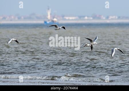 23. Oktober 2020, Niedersachsen, Juist: Möwen fliegen über den Strand an der Ostspitze der Nordseeinsel Juist. Foto: Federico Gambarini/dpa Stockfoto