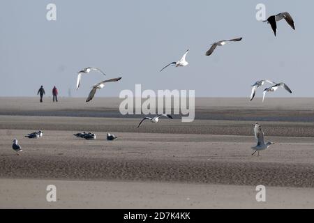 23. Oktober 2020, Niedersachsen, Juist: Möwen fliegen über den Strand an der Ostspitze der Nordseeinsel Juist. Foto: Federico Gambarini/dpa Stockfoto