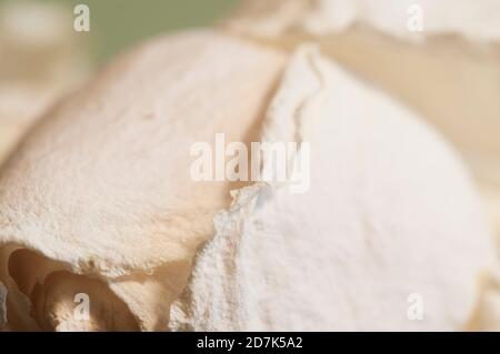 Trockene Rosenblüten, Makroaufnahme, lokaler Fokus Stockfoto