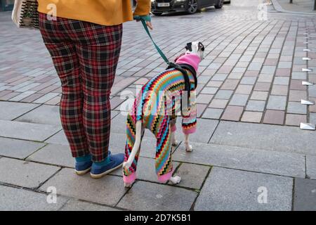 Glasgow, Schottland, Großbritannien. Oktober 2020. Wetter in Großbritannien. Ein Tierbesitzer und Hund in bunten Kleidern warten darauf, die Straße zu überqueren. Kredit: Skully/Alamy Live Nachrichten Stockfoto