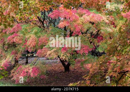 Die Herbstfarbe von Acer dissectum Seiryu, einem japanischen Ahorn in Westonburt, dem National Arboretum, Gloucestershire, England, Großbritannien Stockfoto