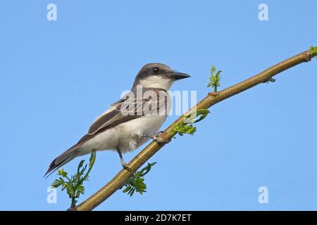 Ein Grauer Königsvogel, Tyrannus dominicensis, thront auf einem Ast Stockfoto