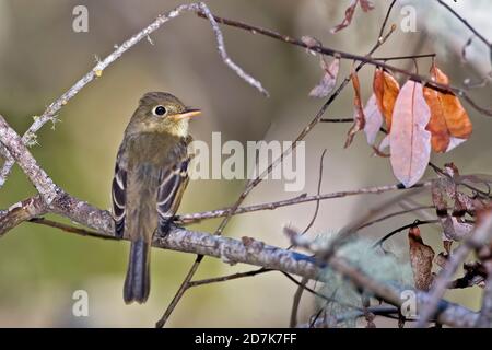 Ein Pacific-Slope Flycatcher, Empidonax difficilis, thront Stockfoto