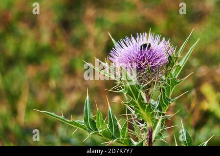 Lila Distelblume mit Hummel auf unscharfem natürlichen Hintergrund Stockfoto