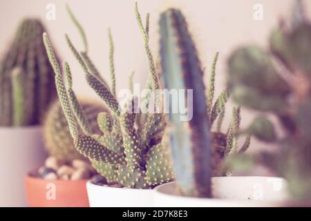 Warm Toned Selective Focus Shot von Indoor Cactus Stockfoto