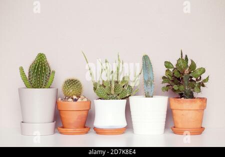 Pink Toned Minimal Shot von Topfkakteen Stockfoto