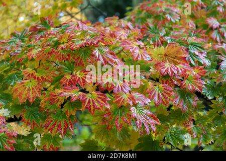 Die Herbstblätter von Acer Japonicum vitifolium in Westonburt National Arboretum, Gloucestershire, England, UK Stockfoto