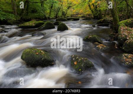 Teign Gorge, Devon, Großbritannien. Oktober 2020. UK Wetter: Wechselnde Farben entlang des Ufers des Flusses Teign als Herbst eingeht. Kredit: Celia McMahon/Alamy Live Nachrichten Stockfoto