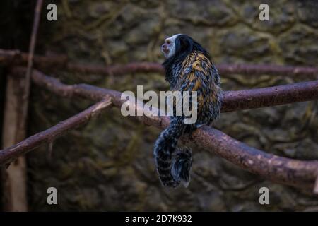 Marmoset Geoffrey sitzt auf einem Ast. Stockfoto