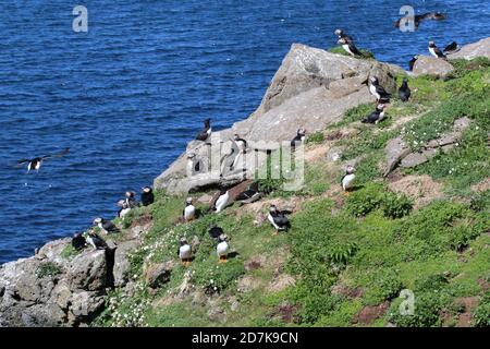 Teil einer Kolonie von Atlantischen Papageitauchern auf der Isle of Lunga, Schottland Stockfoto