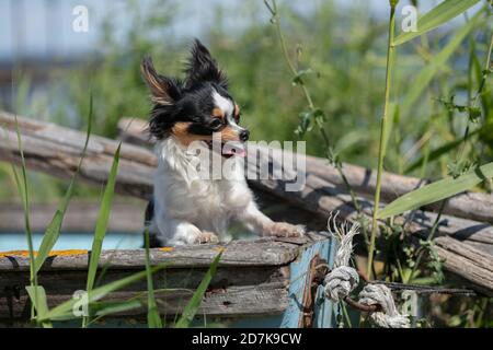 chihuahua auf einem alten blauen Fischerboot in der Wildnis Stockfoto
