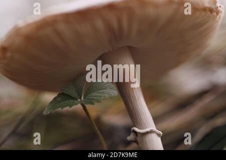 Nahaufnahme eines Macrolepiota procera Pilzes im Herbstwald. Stockfoto