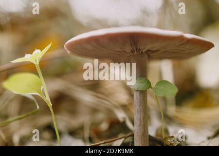 Nahaufnahme eines Macrolepiota procera Pilzes im Herbstwald. Stockfoto