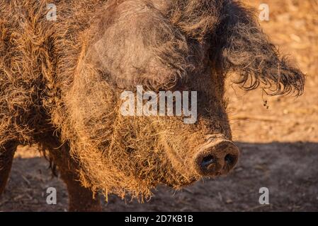 Lockiges Schwein der ungarischen Rasse Mangalitsa. Mangalitsas lockiges Haar Schwein. Mangalica eine ungarische Rasse von Hausschwein auf dem Bauernhof Stockfoto
