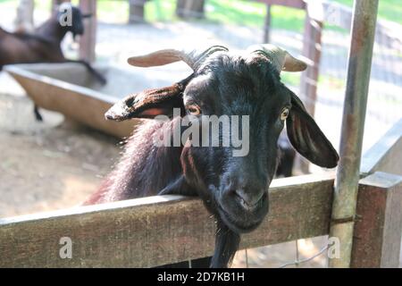 Schwarze Ziege ist auf einem Bauernhof. Schwarze Ziege Nahaufnahme. Stockfoto