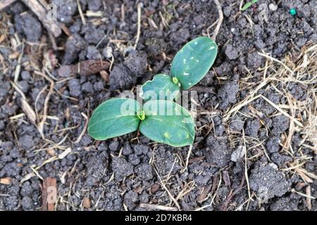 Draufsicht auf zwei Gurken draußen mit Insektenmarkierungen Stockfoto