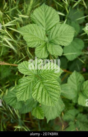 Rubus caesius Strauch in voller Blüte Stockfoto