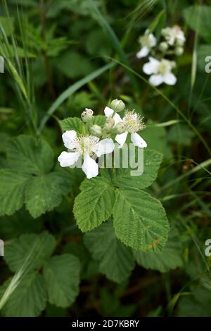 Rubus caesius Strauch in voller Blüte Stockfoto