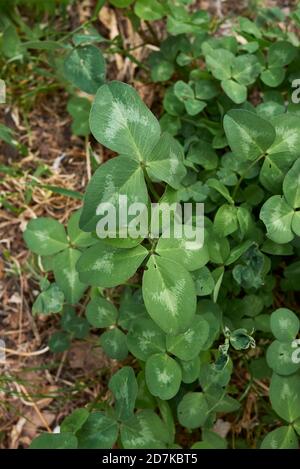 Trifolium pratense strukturierte Blätter aus nächster Nähe Stockfoto
