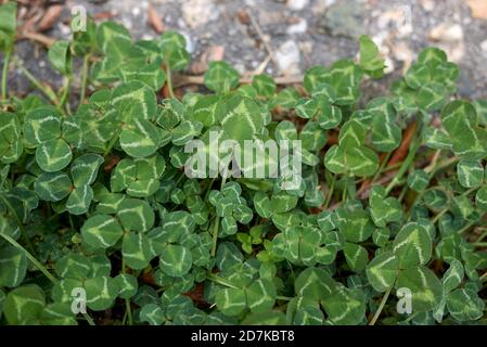 Trifolium repens in Blüte Stockfoto