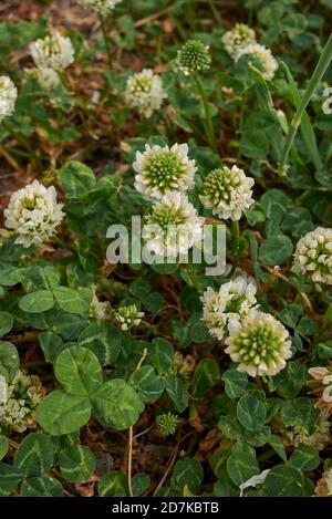 Trifolium repens in Blüte Stockfoto