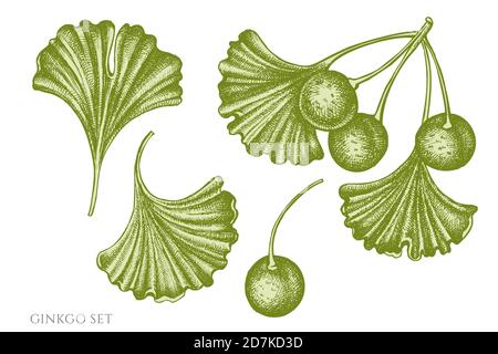 Vektor-Set von Hand gezeichnet Pastell Ginkgo Stock Vektor