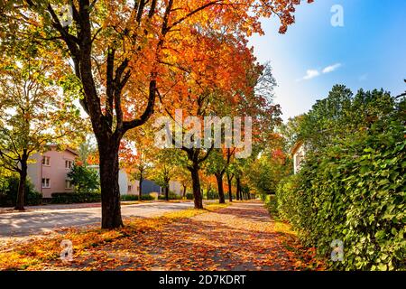 Farbenfrohe, von Bäumen gesäumte Straße. Rote, orange, grüne und gelbe Bäume am Straßenrand. Eine Straße mit fallenden Blättern in der Stadt bedeckt. Herbstfarben. Finnland. Stockfoto