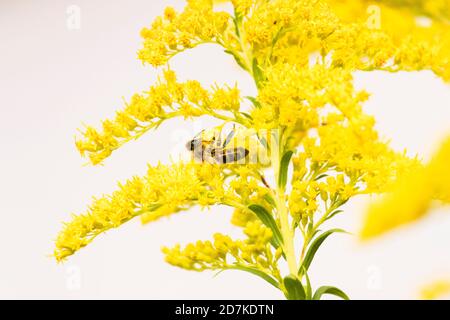 Honig Biene auf wilde Gelbe Blume Stockfoto