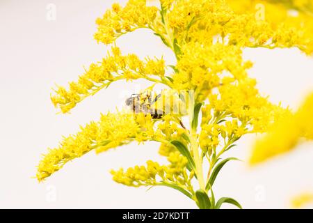 Honig Biene auf wilde Gelbe Blume Stockfoto