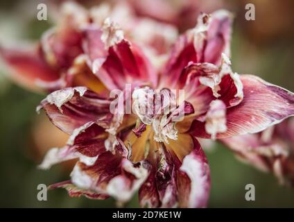 Getrocknete Tulpen. Trockene Blütenblätter von roten Tulpen. Trockene Tulpen als Symbol der Fade-Zeit. Flacher Freiheitsgrad Stockfoto