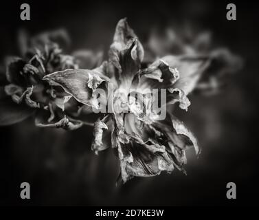 Schwarz-weißes Bild von getrockneten Tulpen. Trockene Blütenblätter von roten Tulpen. Trockene Tulpen als Symbol der Fade-Zeit. Flacher Freiheitsgrad Stockfoto