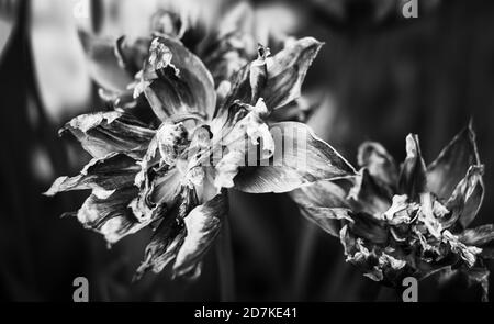 Schwarz-weißes Bild von getrockneten Tulpen. Trockene Blütenblätter von roten Tulpen. Trockene Tulpen als Symbol der Fade-Zeit. Flacher Freiheitsgrad Stockfoto