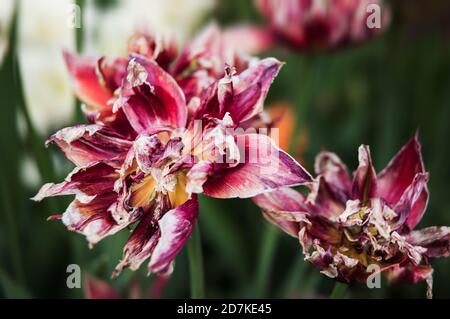 Getrocknete Tulpen. Trockene Blütenblätter von roten Tulpen. Trockene Tulpen als Symbol der Fade-Zeit. Flacher Freiheitsgrad Stockfoto