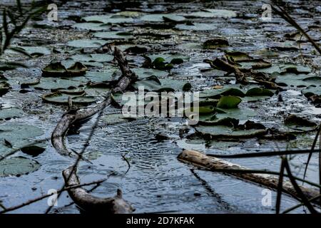 Lilly Pads bei starkem Regen Stockfoto