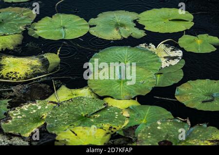 Lilly padds in einem leichten Regen Stockfoto