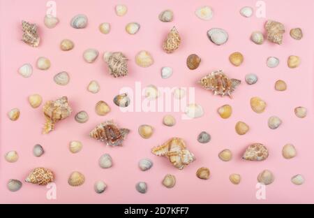 Viele verschiedene Muscheln Stockfoto