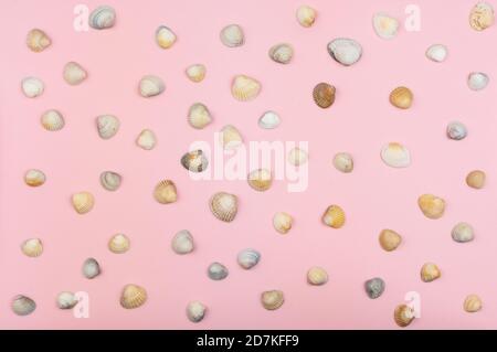 many different shells Stockfoto