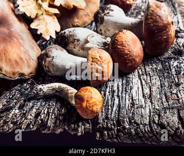 Herbstkomposition mit Steinpilzen und Eichenblättern bei Dunkelheit Alter Holzhintergrund Stockfoto