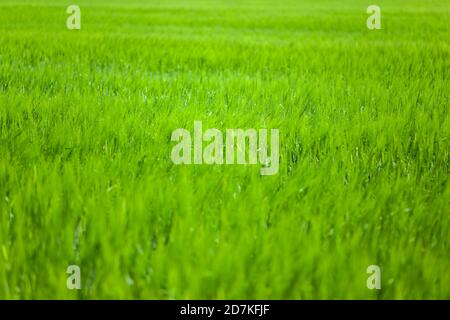 Grün leuchtend saftiges Gras Stockfoto