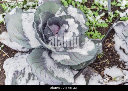 Nahaufnahme Rotkohlkopf im Schnee bedeckt in Bio-Garten mit Bewässerungssystem in der Nähe von Dallas, Texas, USA Stockfoto