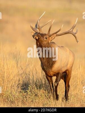 Bullen-Elch (Cervus canadensis nelsoni) während der herbstlichen Paarungsrute im Westen der Vereinigten Staaten Stockfoto