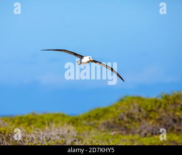 Laysan Albatross Flying, Phoebastria immutabilis, Ka'ena Point State Park, Oahu, Hawaii, USA, Pazifischer Ozean Stockfoto