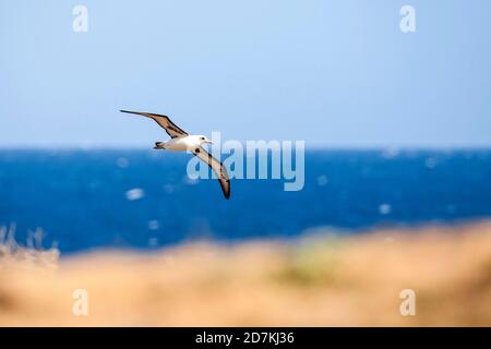 Laysan Albatross Flying, Phoebastria immutabilis, Ka'ena Point State Park, Oahu, Hawaii, USA, Pazifischer Ozean Stockfoto