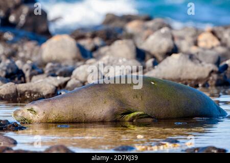 Hawaiianische Mönchsrobbe schlafend, Neomonachus schauinslandi, vom Aussterben bedroht, endemisch, Ka'ena Point State Park, Oahu, Hawaii, USA, Pazifischer Ozean Stockfoto