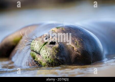 Hawaiianische Mönchsrobbe schlafend, Neomonachus schauinslandi, vom Aussterben bedroht, endemisch, Ka'ena Point State Park, Oahu, Hawaii, USA, Pazifischer Ozean Stockfoto