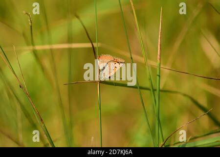 Isoliertes Exemplar von Lycaena phlaeas oder kleinem Kupfer, fotografiert im Gemüsegarten, auf einem Kürbisblatt. Stockfoto