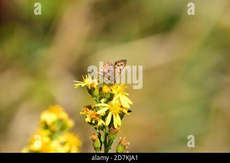 Isoliertes Exemplar von Lycaena phlaeas oder kleinem Kupfer, fotografiert im Gemüsegarten, auf einem Kürbisblatt. Stockfoto