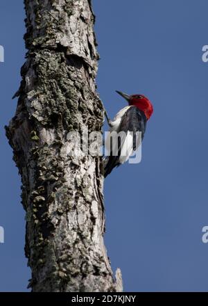 Rotkopfspecht (Melanerpes erythrocephalusm), Huntley Meadows Park, VA Stockfoto